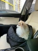 Сумка переноска автогамак для животных кошек собаки домашних животных до 10 кг автокресло автосумка с креплением в машину переноски с ремешком на плечо рюкзак портативная складная плечевая качественная сумки кошачьи авто гамак для перевозки кота кошки - изображение 3