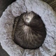 Лежанка для кошек и собак AdeleCat серая, 60 х 60 х 19 см - изображение 2