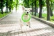 Кільце для апортування Collar PitchDog діаметр 17 см (4823089302386) - изображение 5