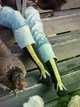Носки куриные лапки гольфы ножки в японском стиле высокие лапы курицы one size (48066279) - изображение 3