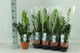 Zamio Zamiifolia Замиокулькас замиофолия14см горшок, 60см высота - изображение 2