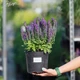 Шалфей дубравный 'Blue Bouquetta'®, Контейнер 2л - изображение 5