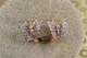 Серьги кольца Хuping Jewelry тропическая бабочка с родием 1,2 см золотистые - изображение 1