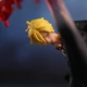 Фигурка Санджи. Персонаж One Piece Санджи 16СМ - изображение 5