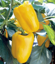 Перець солодкий "Гладіатор" ТМ "GL Seeds" 0,25 г. - изображение 1