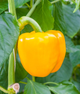 Перець солодкий "Золота діжка" ТМ "GL Seeds" 0,25 г. - изображение 1