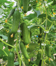 Огірок "Коник F1" ТМ "GL Seeds" 0,5 г - изображение 1