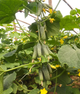 Огірок "Виноградне гроно" ТМ "GL Seeds" 3 г. - изображение 1