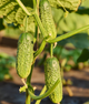 Огірок "Новинка Сезону" ТМ "GL Seeds" 0,5 г. - изображение 1
