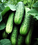 Огірок "Закуска" ТМ "GL Seeds" 0,5 г. - изображение 1