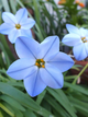Іфейон Wisley Blue (5 шт. в упаковці) - изображение 1