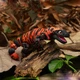 Декоративная фигурка Flexi ящерица Ядозуб 10 см с подвижными сегментами — 3D-игрушка, оригинальный сувенир и подарок для детей и взрослых - изображение 6