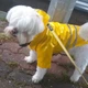 Дождевик для собак Pet Fashion JUICY "Yellow" Size S - изображение 9