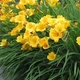 Лілейник Стелла де Оро (Stella de Oro) низькорослий жовтий саджанець в горщику 1.0 л - зображення 1