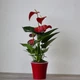 Антуриум Red Bool красный - изображение 1