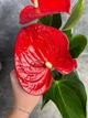 Растение в горшку антуриум красный - изображение 5