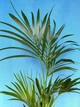 Ховея Howea forsteriana - изображение 6