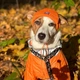 Шапка для собак Hat-Dog акрил помаранчева з регульованою затяжкою 4/L - изображение 3