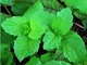 Чай Йерба Мате Selecta Эвкалипт и мята (Eucalipto + Menta) 500 г К584/500 - изображение 8
