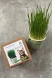 Набір для вирощування мікрозелені Трава Для Котів Panda microgreen Cat's на 3 врожаї з багаторазовим контейнером для вирощування - изображение 1