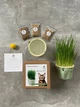 Набір для вирощування мікрозелені Трава Для Котів Panda microgreen Cat's на 3 врожаї з багаторазовим контейнером для вирощування - изображение 2