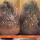 Revita Shampoo суперактивный шампунь от выпадения и для роста волос, 205мл, DS Laboratories - изображение 4