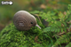 Model 3D do składania Eugy Zoo Kiwi (9421035150002) - obraz 7