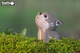 Model 3D do składania Eugy Zoo Wilk (9421035150385) - obraz 6