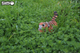 Model 3D do składania Eugy Zoo Tygrys (9421035150118) - obraz 7