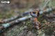 Model 3D do składania Eugy Zoo Surykatka (9421035150446) - obraz 6