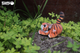 Model 3D do składania Eugy Zoo Tygrys (9421035150118) - obraz 8