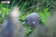 Model 3D do składania Eugy Zoo Kiwi (9421035150002) - obraz 9