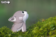 Model 3D do składania Eugy Zoo Wilk (9421035150385) - obraz 10