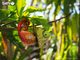 Model 3D do składania Eugy Zoo Kameleon (9421035150743) - obraz 9