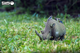 Model 3D do składania Eugy Zoo Nosorożec (9421035150750) - obraz 7