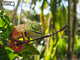 Model 3D do składania Eugy Zoo Kameleon (9421035150743) - obraz 10