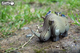 Model 3D do składania Eugy Zoo Nosorożec (9421035150750) - obraz 9