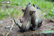 Model 3D do składania Eugy Zoo Nosorożec (9421035150750) - obraz 10