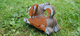 Model 3D do składania Eugy Zoo Welsh Corgi (9421035150828) - obraz 9