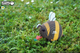 Model 3D do składania Eugy Zoo Trzmiel (9421035150767) - obraz 11