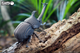 Model 3D do składania Eugy Zoo Żuk nosorożec (9421036940343) - obraz 8