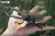 Model 3D do składania Eugy Zoo Żuk jelonek (9421036940350) - obraz 10