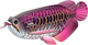 Model 3D do składania Eugy Zoo Azjatycka arowana (9421036940398) - obraz 1