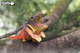 Model 3D do składania Eugy Zoo Jaszczurka pelikana (9421036940299) - obraz 15