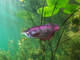 Model 3D do składania Eugy Zoo Azjatycka arowana (9421036940398) - obraz 10