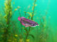 Model 3D do składania Eugy Zoo Azjatycka arowana (9421036940398) - obraz 13