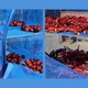 Сушилка сетка для сушки рыбы, фруктов, овощей, грибов 5 ярусов 50х50х100 см подвесная (М1544) - изображение 5
