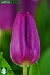 Тюльпан Purple Prince 40 шт Голландия - изображение 2