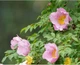 Увлажняющая маска с экстрактом розы LuLuLun Face Mask Hakone Rose 7 шт (4582305066296) - изображение 5