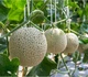 Антивозрастная увлажняющая маска с маслом дыни LuLuLun Face Mask Hokkaido Melon 7 шт х 5 уп (4582305065848) - изображение 5